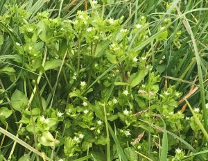 Common chickweed if uncontrolled can totally smother out the new grass seedling which results in patchy swards afterwards.