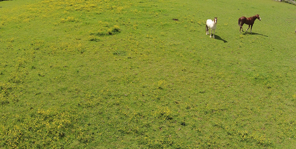 Envy adds a new dimension to weed control in equine paddocks