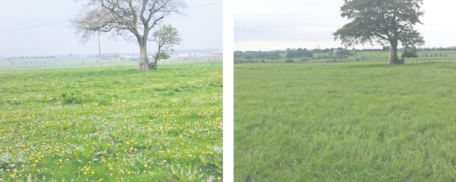 Spray docks with DoxstarPro before silage is cut