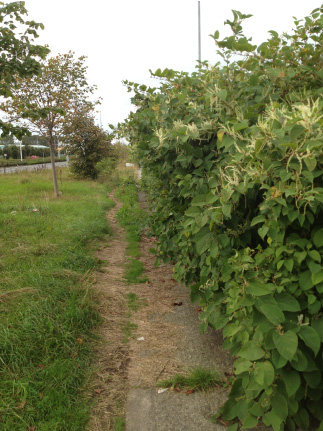 The ‘bully’ in your garden - Japanese Knotweed