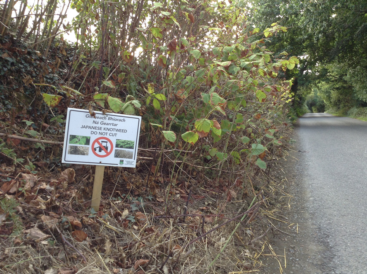 Is Japanese knotweed a regulated species in Ireland?