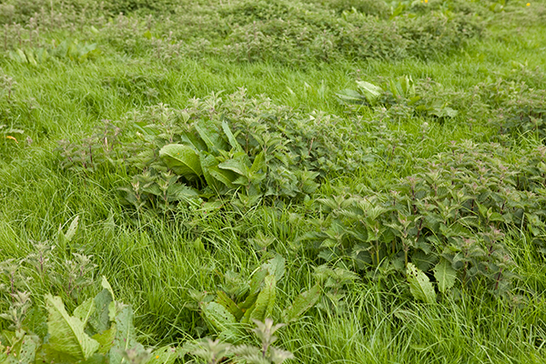 Controlling Weeds in Grazing Pastures