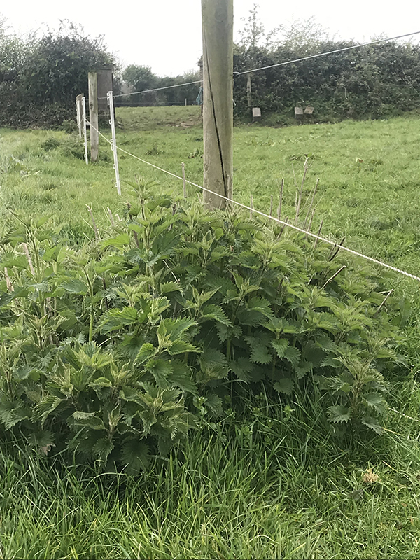 Nettles under wire 