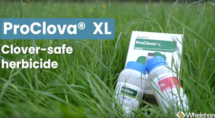 ProClova XL - Clover-safe herbicide