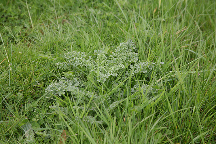 Ragwort