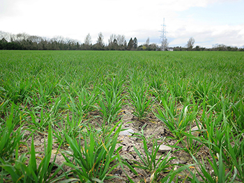 Broadway Star gives top weed control in spring wheat