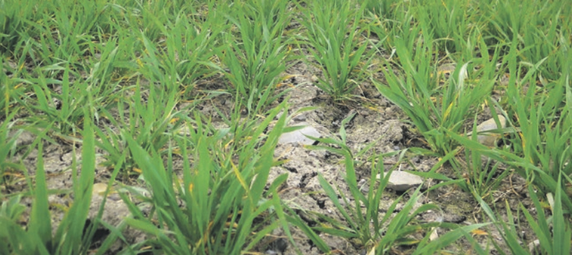 Broadway Star Gives Top Weed Control in Winter wheat