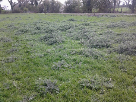 buck thistles