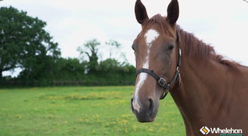 Controlling weeds in horse paddocks