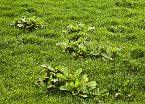 Why it pays to spray dock-infested silage swards