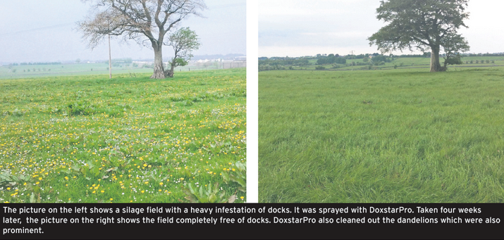 docks in field with caption