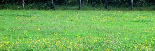 Tips on Weed Control in Equine Paddocks