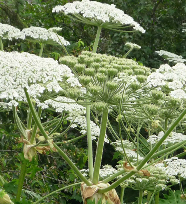 Giant Hogweed