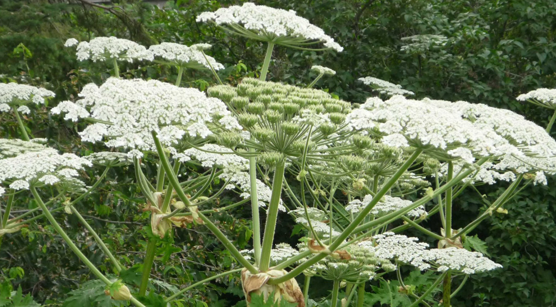 giant hogweed