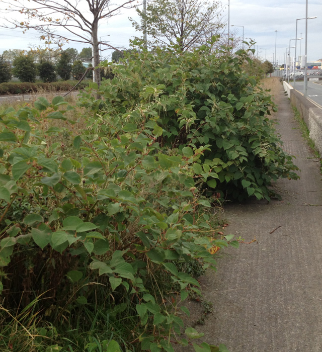 japanese knotweed