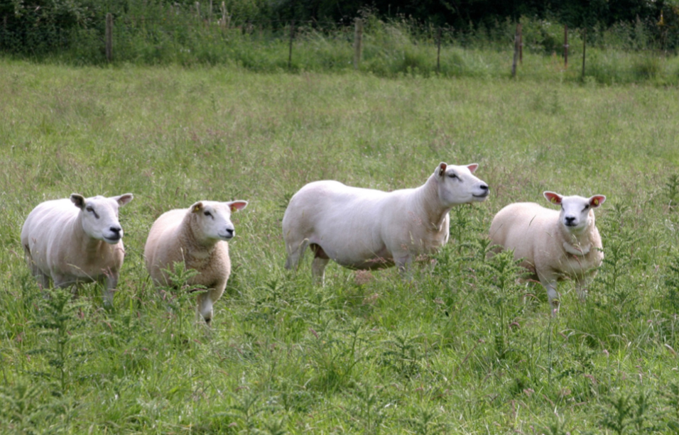 Advice on Effective Control of Thistles