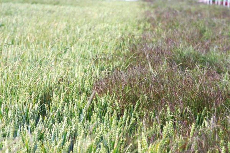 sterile Brome winter wheat