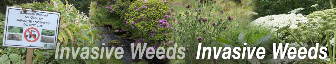 6.invasive-weeds.jpg